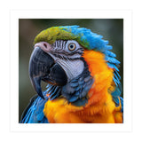 Close Up Portrait Of A Blue And Gold Macaw Parrot (Print Only) thumbnail