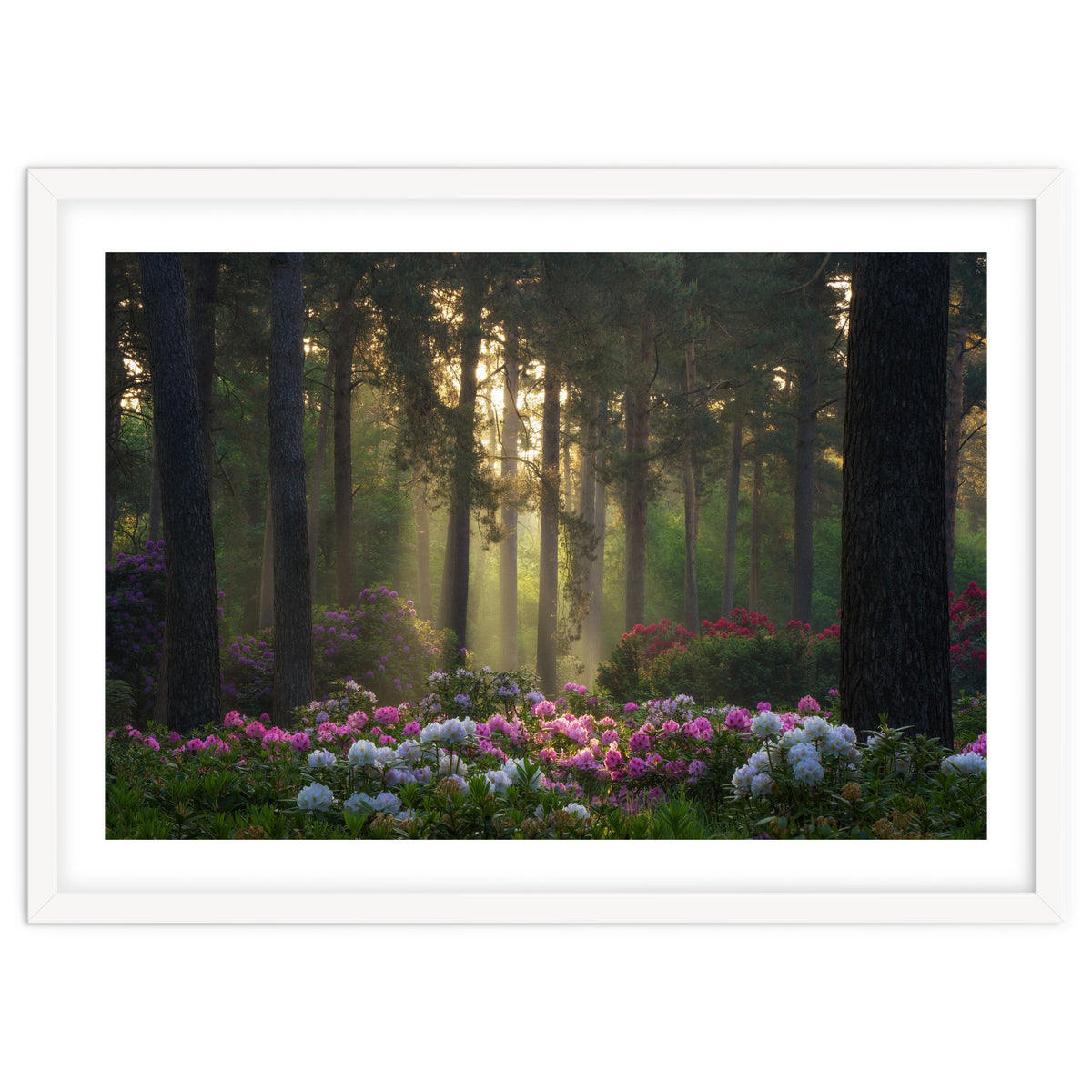 Rhododendron forest