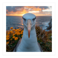 Albatross Bird With Intense Gaze By The Sea (Print Only)