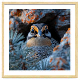 Close Up Falcon Eye Detail In Nest thumbnail