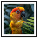 Close Up Of A Colorful Sun Conure Parrot thumbnail