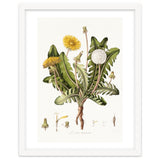 William Curtis – Dandelion (1777–1798) thumbnail