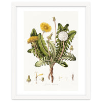 William Curtis – Dandelion (1777–1798)