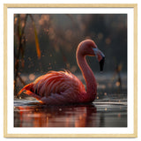 Pink Flamingo Swimming In Sunlight Water thumbnail