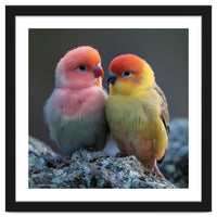Pair Of Lovebirds Sitting On Rocks