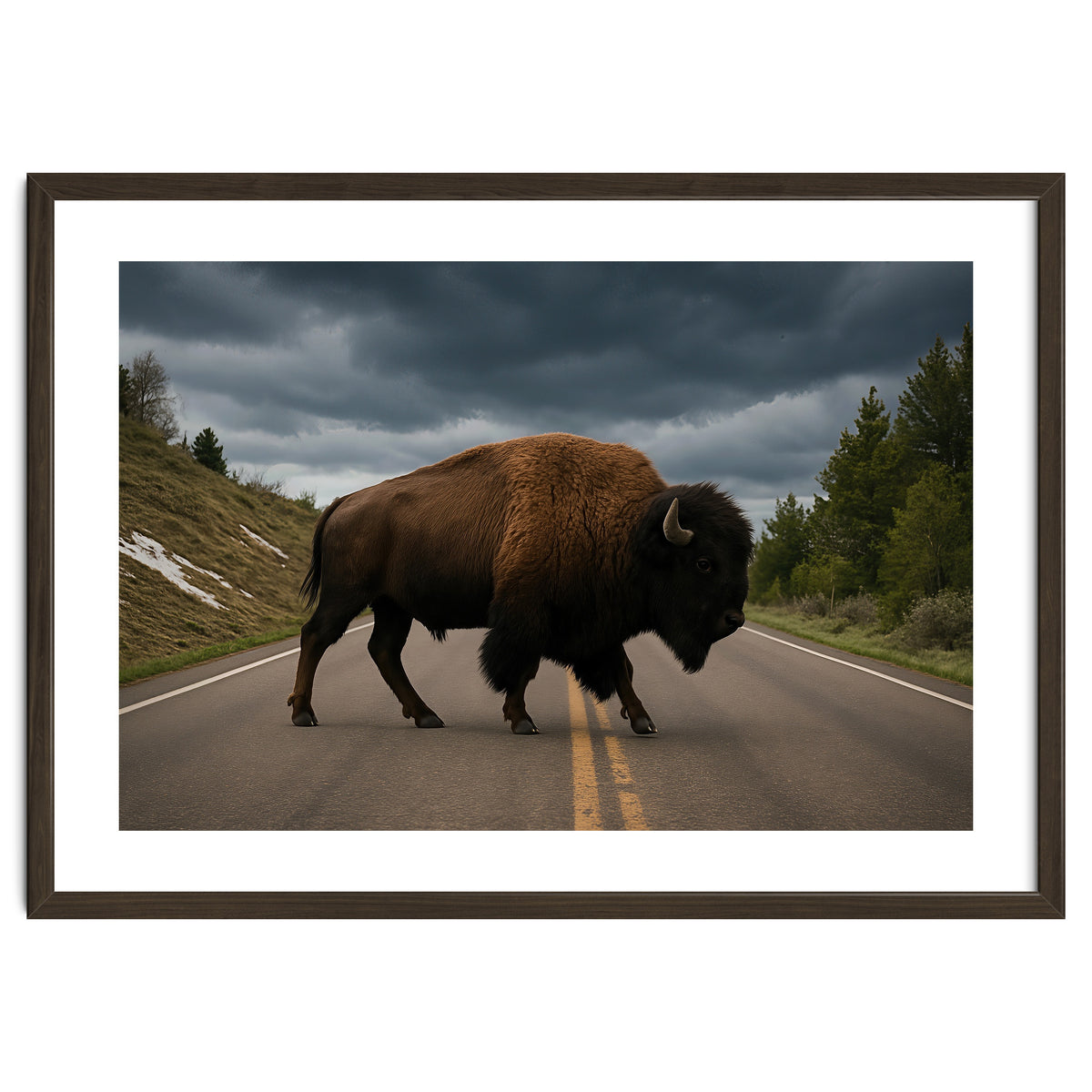 Bison on the Road , Yellowstone Wildlife Photography