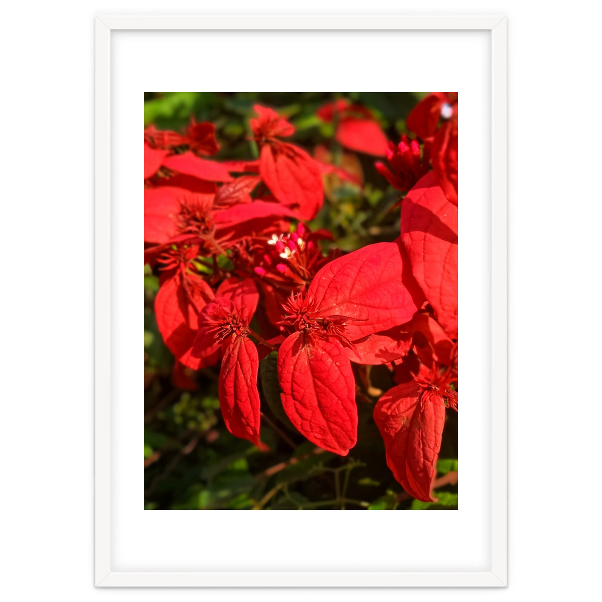 Red Quisqualls Plant Flowers