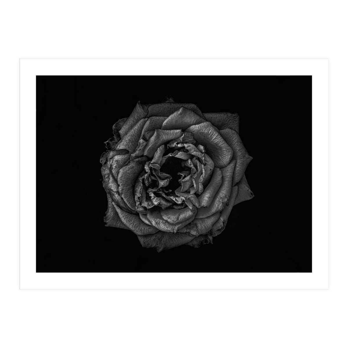 Backyard Flowers In Black And White No 110 (Print Only)