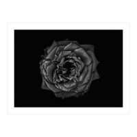 Backyard Flowers In Black And White No 110 (Print Only)