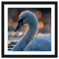 Close-up Shot of a Swan with Water Droplets