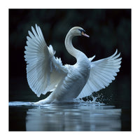 Majestic White Swan Spreading Wings On Water (Print Only)