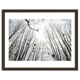 Bare trees in the winter sky thumbnail