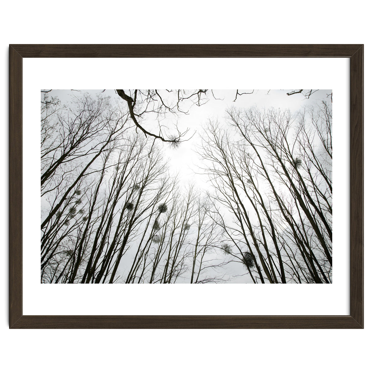 Bare trees in the winter sky