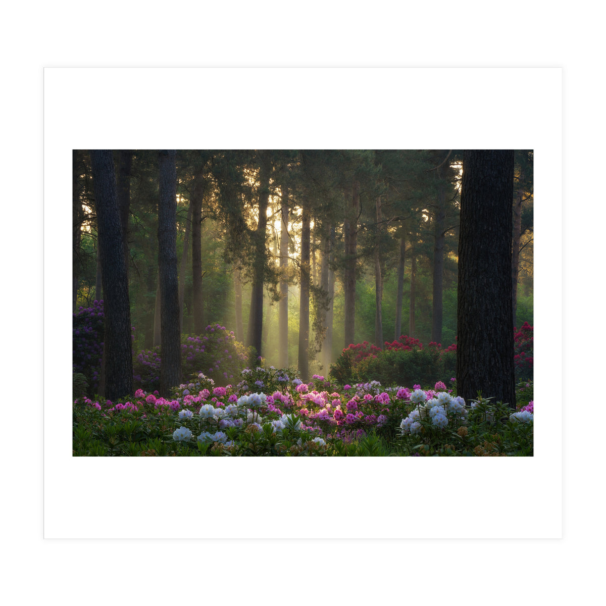 Rhododendron forest (Print Only)