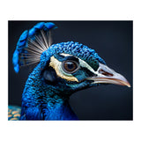 Close Up Of A Peacock Head Blue Feather (Print Only) thumbnail