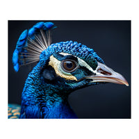 Close Up Of A Peacock Head Blue Feather (Print Only)