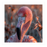 Close Up Of A Pink Flamingo Head In Sunlight (Print Only) thumbnail
