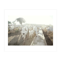 LIVING TOGETHER - WHITE COWS FAMILY (Print Only)