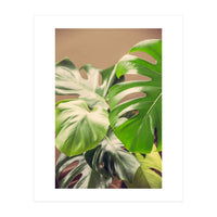 Monstera Mix (Print Only)
