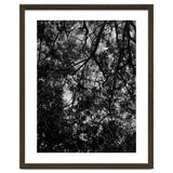 Tree From Below Black Silhouette thumbnail