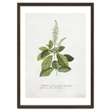 Georg Dionysius Ehret – Cinnamomum Illustration (1708–1770) thumbnail