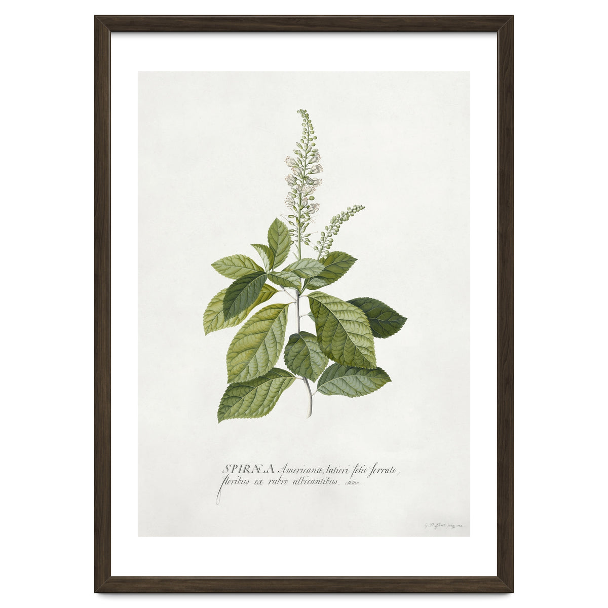 Georg Dionysius Ehret – Cinnamomum Illustration (1708–1770)