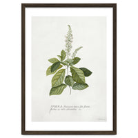 Georg Dionysius Ehret – Cinnamomum Illustration (1708–1770)