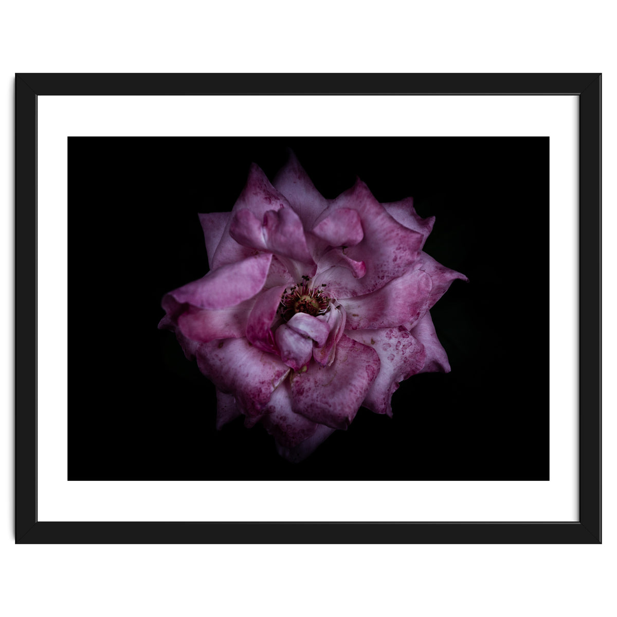 Backyard Flowers No 111 Color Version