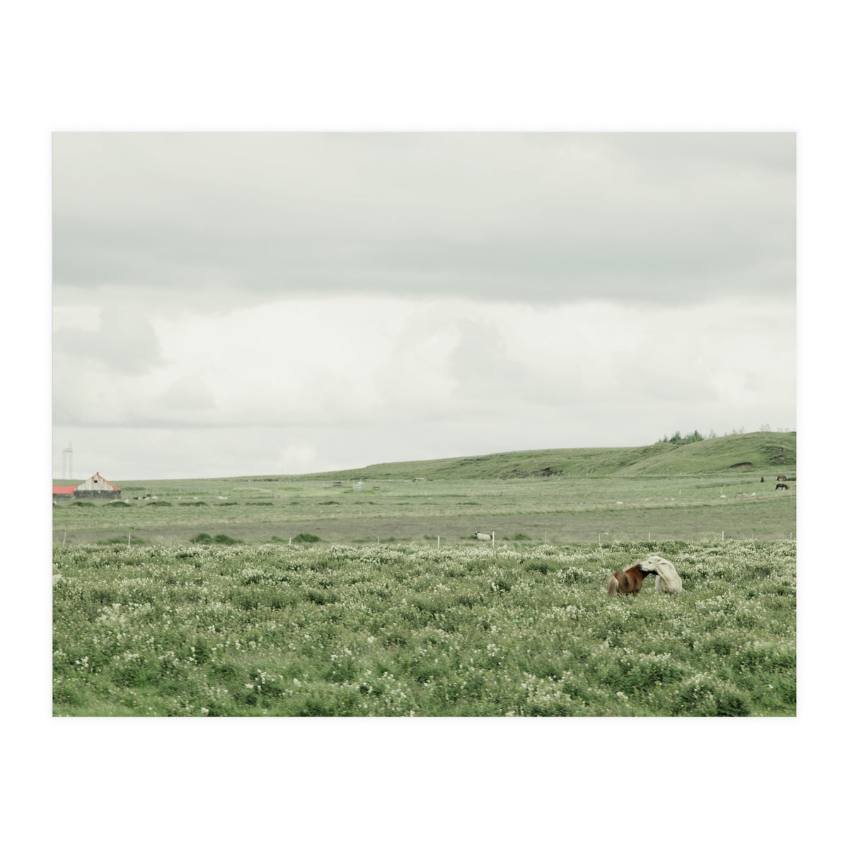 Horses in the middle of the green field - Iceland (Print Only)