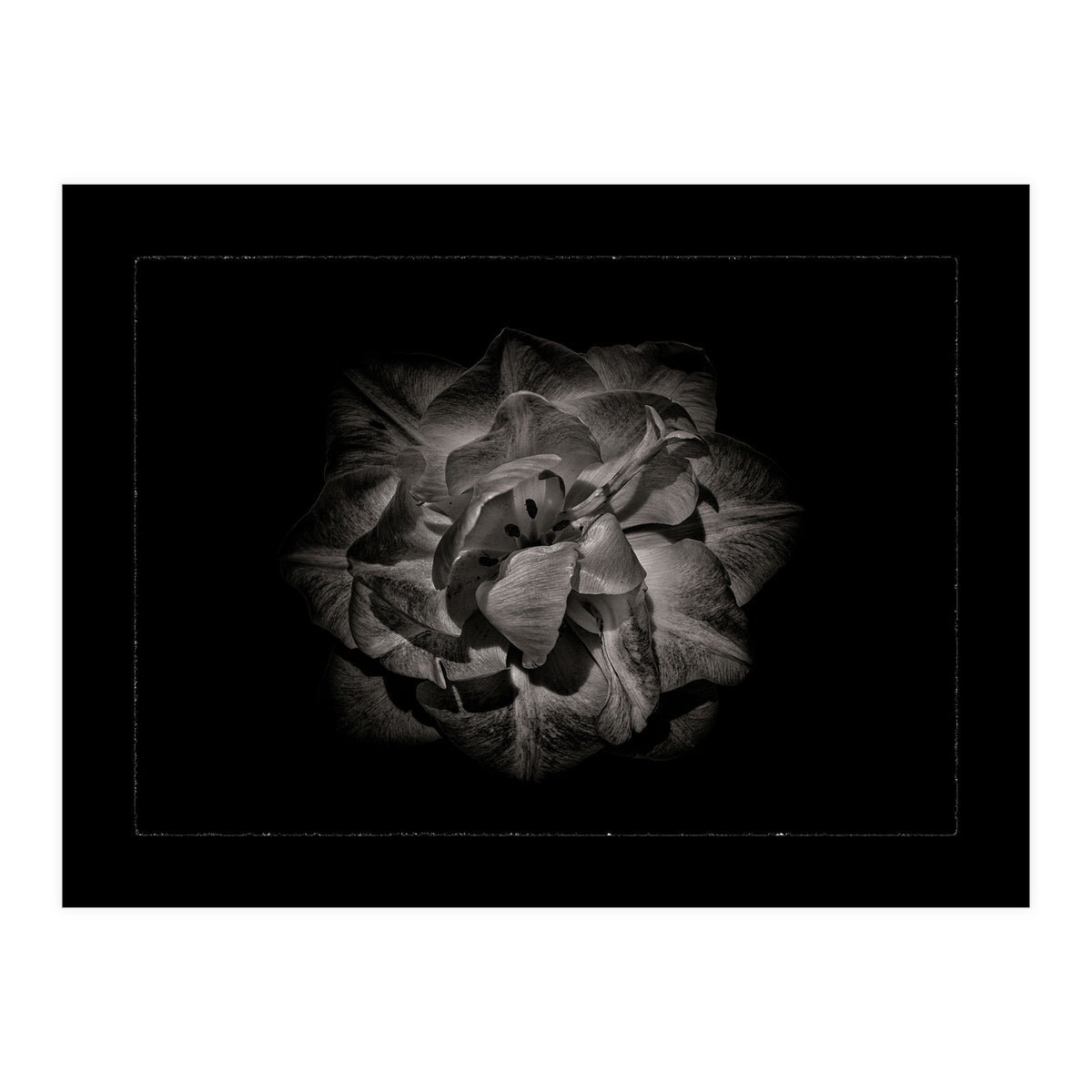 Backyard Flowers In Black And White No 81 with Border (Print Only)