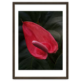 Red Anthurium Flower thumbnail