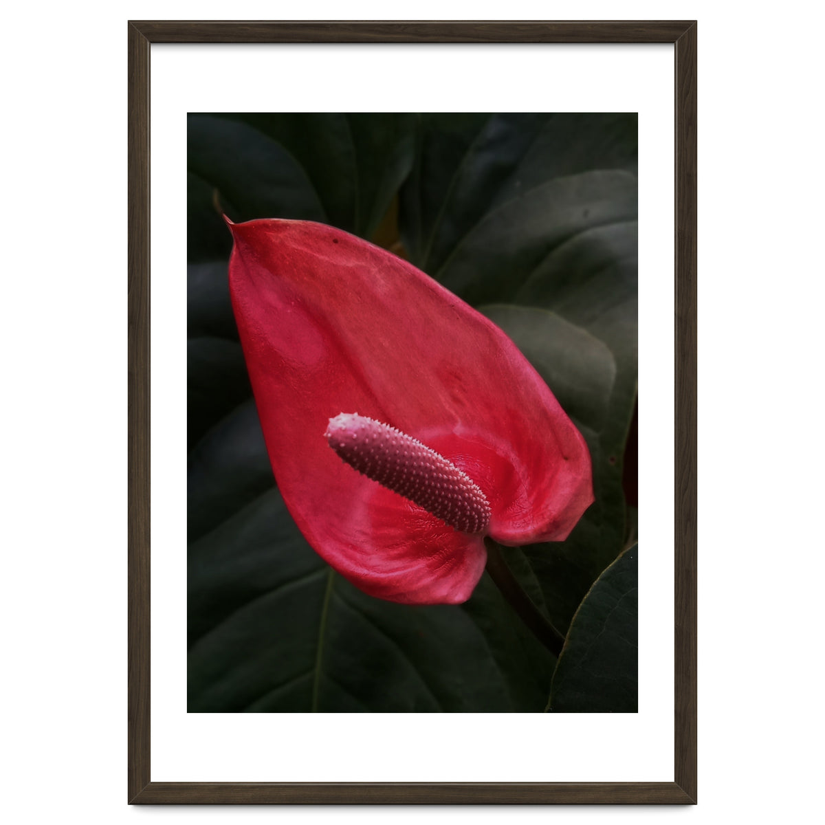 Red Anthurium Flower