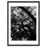 Tree Black Silhouette thumbnail