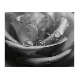 Ethereal Monochromatic Rose Petal Macro (Print Only) thumbnail
