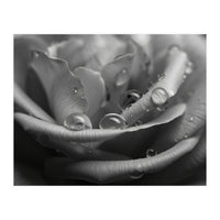 Ethereal Monochromatic Rose Petal Macro (Print Only)
