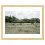 Cows in the farm thumbnail