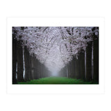 Cherry trees in the fog (Print Only) thumbnail