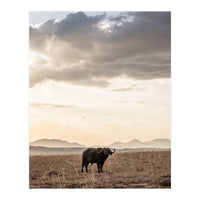 African Buffalo (Print Only)