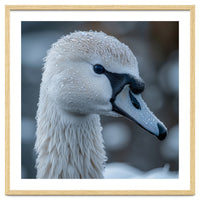 Close Up Of A Swan Head Covered In Water Droplets