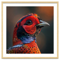 Close Up Pheasant Bird