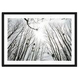 Bare trees in the winter sky thumbnail