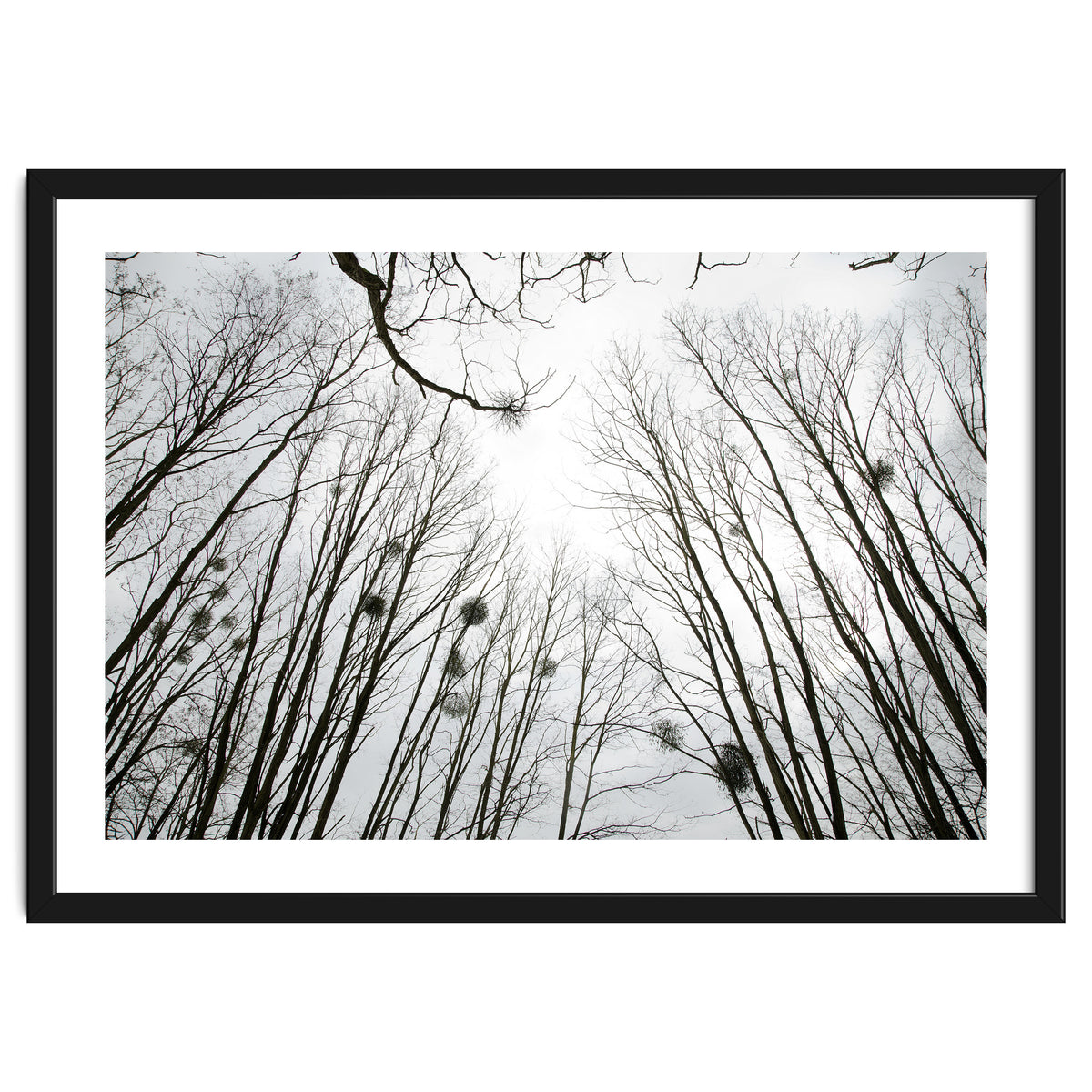 Bare trees in the winter sky