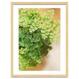 Maidenhair Queen thumbnail