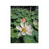 Hylas (Print Only) thumbnail