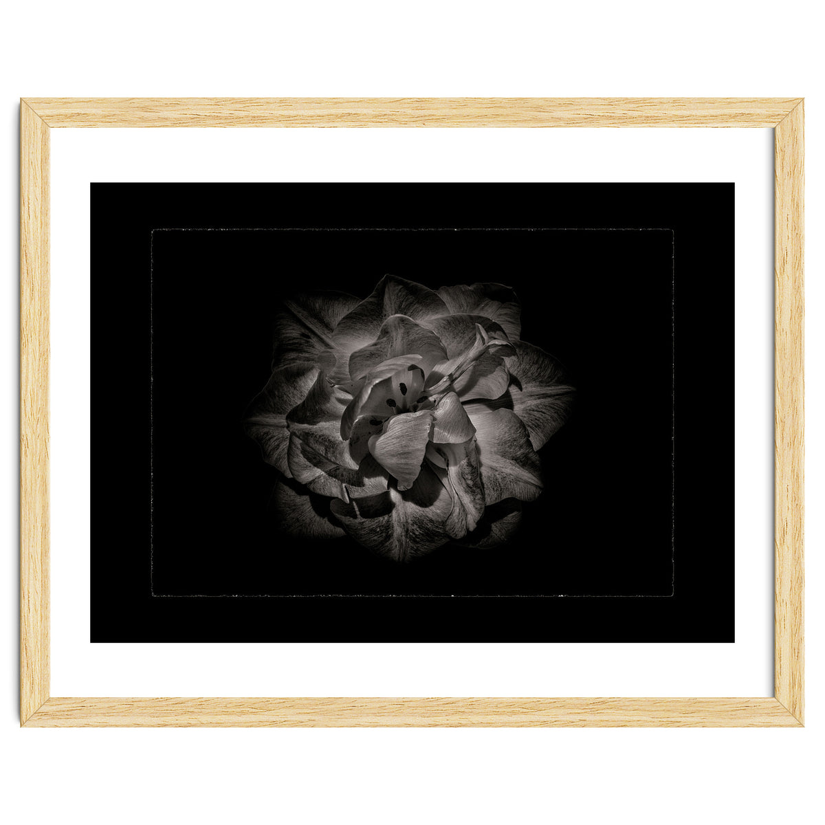 Backyard Flowers In Black And White No 81 with Border