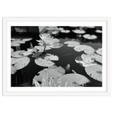 Lotus Pond | Black & White Landscape thumbnail