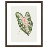 Caladium ‘Carolyn Whorton’ Leaf (Hand Drawn Illustration) thumbnail