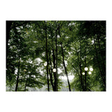 Light bulb among the trees in the summer forest (Print Only) thumbnail