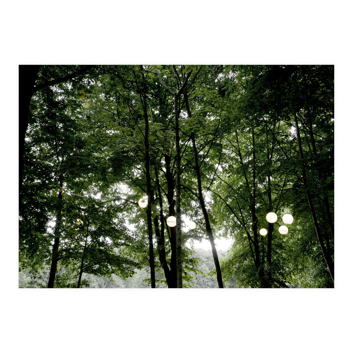 Light bulb among the trees in the summer forest (Print Only)