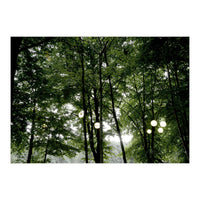 Light bulb among the trees in the summer forest (Print Only)